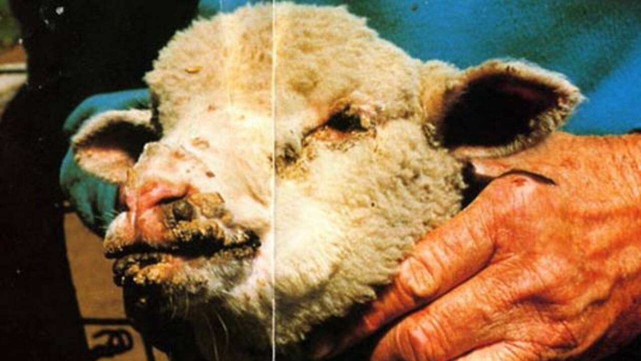 variola-ovine-boala